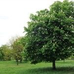 Aesculus turbinata Habit