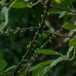 Ficus virens Fruit