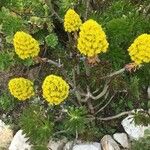 Aeonium arboreum Blad