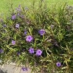 Ruellia simplexFlower