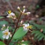 Miconia mexicana