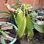 Curcuma aromatica 葉