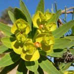 Euphorbia dendroides Bark