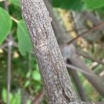 Mallotus japonicus Bark