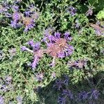 Salvia clevelandii Flower