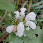 Lamium album Flower