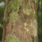 Lecythis persistens Kabuk