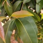 Syzygium guineense Blatt