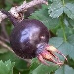 Rosa spinosissima Fruit