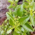 Rubia fruticosa Hoja