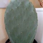 Opuntia stricta Levél