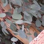 Eucalyptus gunniiपत्ता