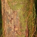 Eschweilera chartaceifolia Bark