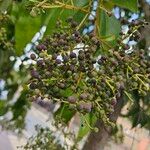 Ligustrum japonicum Fruit