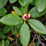 Rhododendron catawbiense Liść