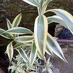 Dracaena braunii Blatt