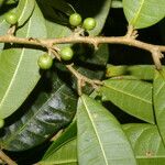Naucleopsis capirensis Fruto