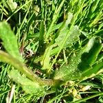 Leucanthemum adustum Blad