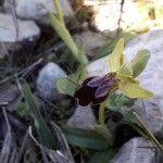 Ophrys lupercalis Kvet