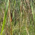 Typha orientalis Elinympäristö