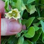 Physalis viscosa Blüte