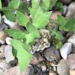 Sonchus oleraceus Likasa