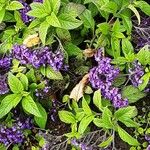 Heliotropium arborescens Cvet