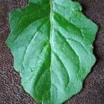 Youngia japonica Leaf