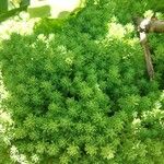 Sedum hispanicumBlad