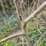 Prunus cerasus Bark