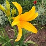 Hemerocallis middendorffii 花