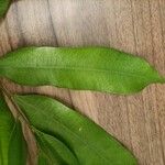 Hylodendron gabunense Hoja