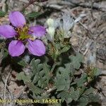 Limonium lobatum Hàbitat