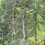 Cedrus deodara List