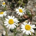 Anthemis cotula പുഷ്പം