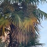 Trachycarpus fortuneiFuelha