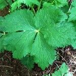 Ranunculus aconitifolius Blad