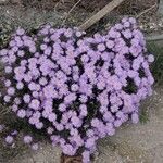 Symphyotrichum dumosum Övriga