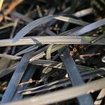 Ophiopogon planiscapus 葉