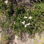 Antennaria dioica 花