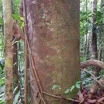 Chaunochiton kappleri 樹皮