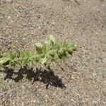 Stachys maritima Blomma