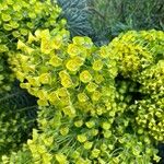 Euphorbia × martiniफूल