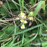 Linaria vulgarisFlower