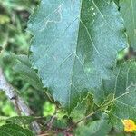 Malus coronaria Leaf