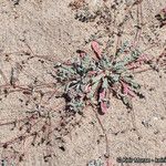 Nemacaulis denudata Hábito