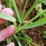 Avenula pubescens Leaf