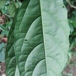 Erythrococca chevalieri Leaf