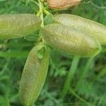 Astragalus penduliflorus ഫലം