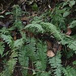 Hymenasplenium unilaterale Leaf